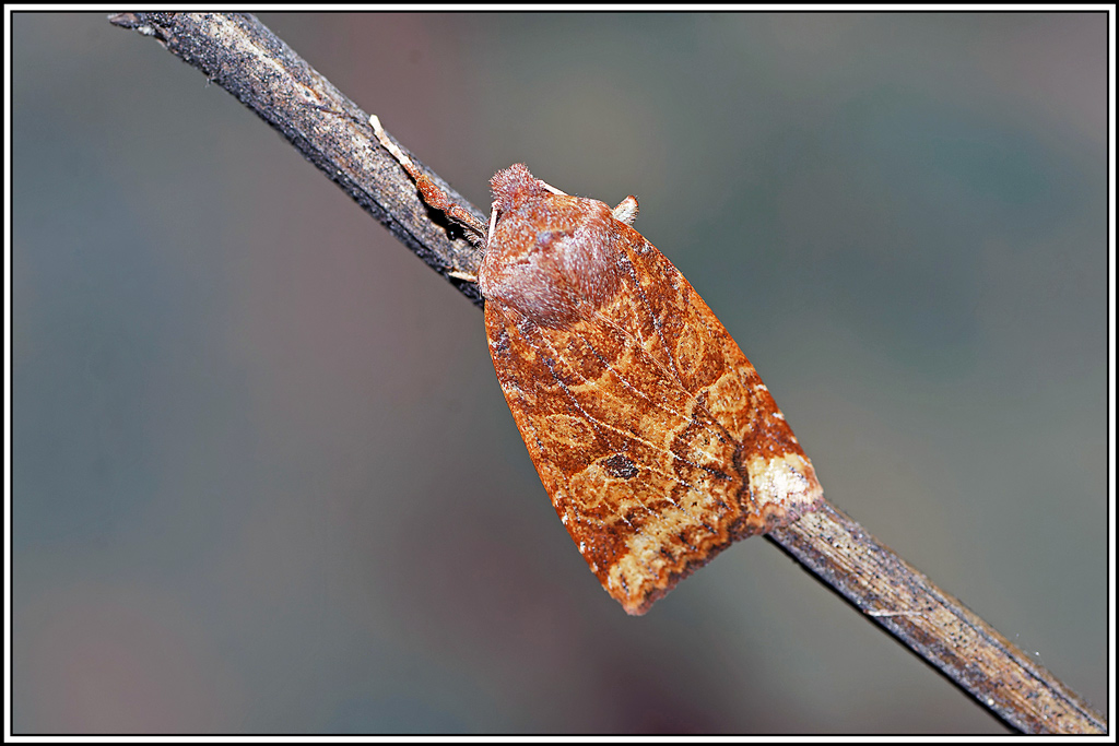 Orrhodie_ligulée(Conistra_ligula)(4).jpg