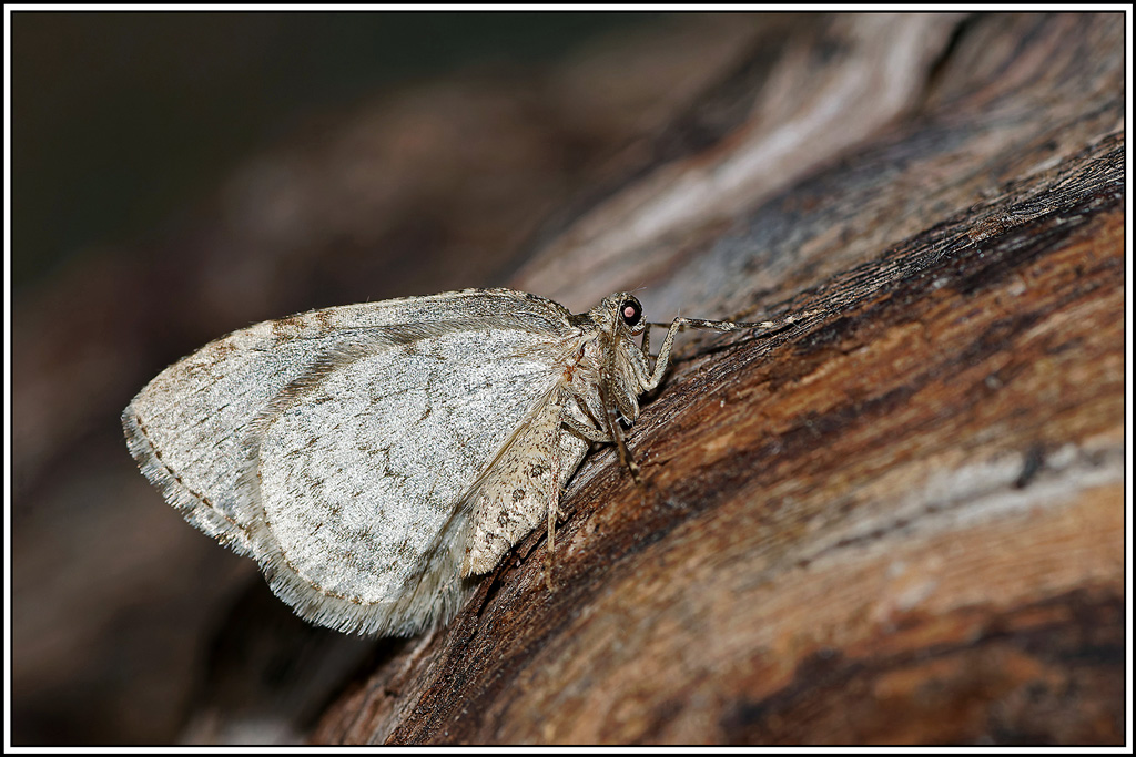 Phalène_brumeuse(Operophtera_brumata)(11).jpg