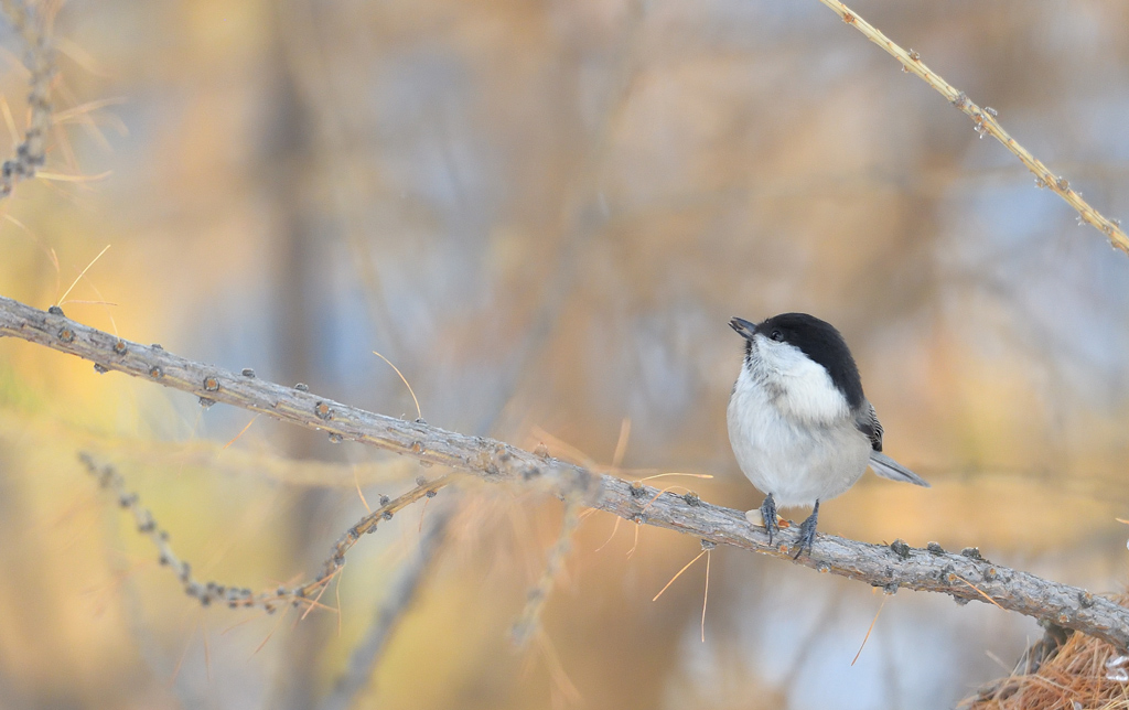 DS5_2150.jpg
