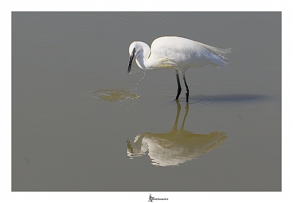 aigrette garzette Scamandre.jpg