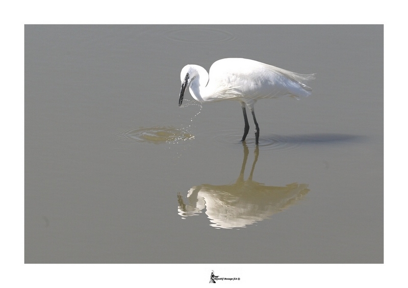 Aigrette garzette Scamandre 06 12 33.jpg