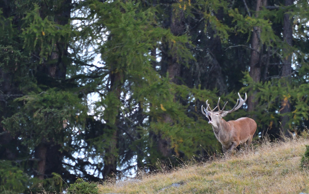 DSC_9683.jpg