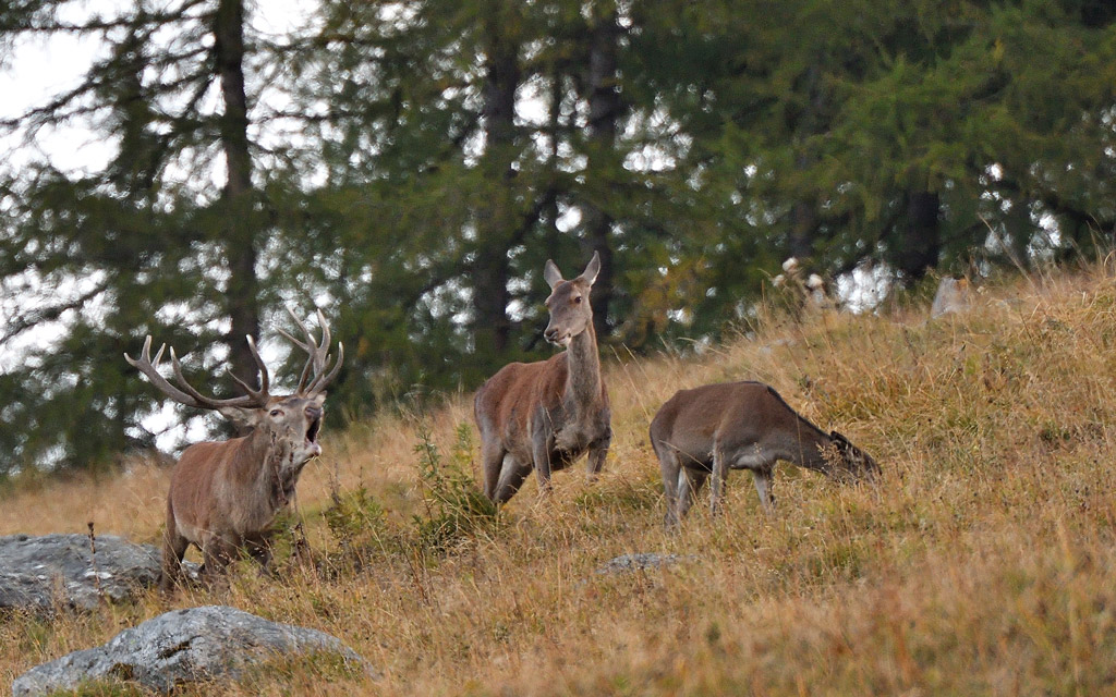 DSC_9709.jpg