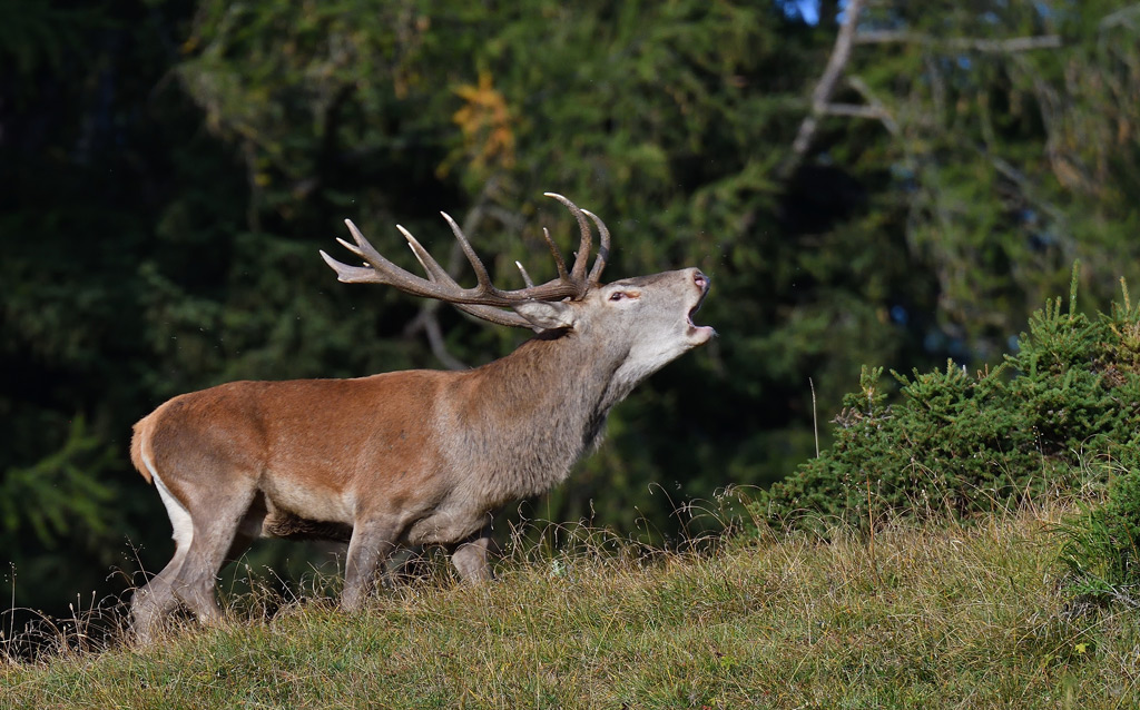 DSC_9810.jpg