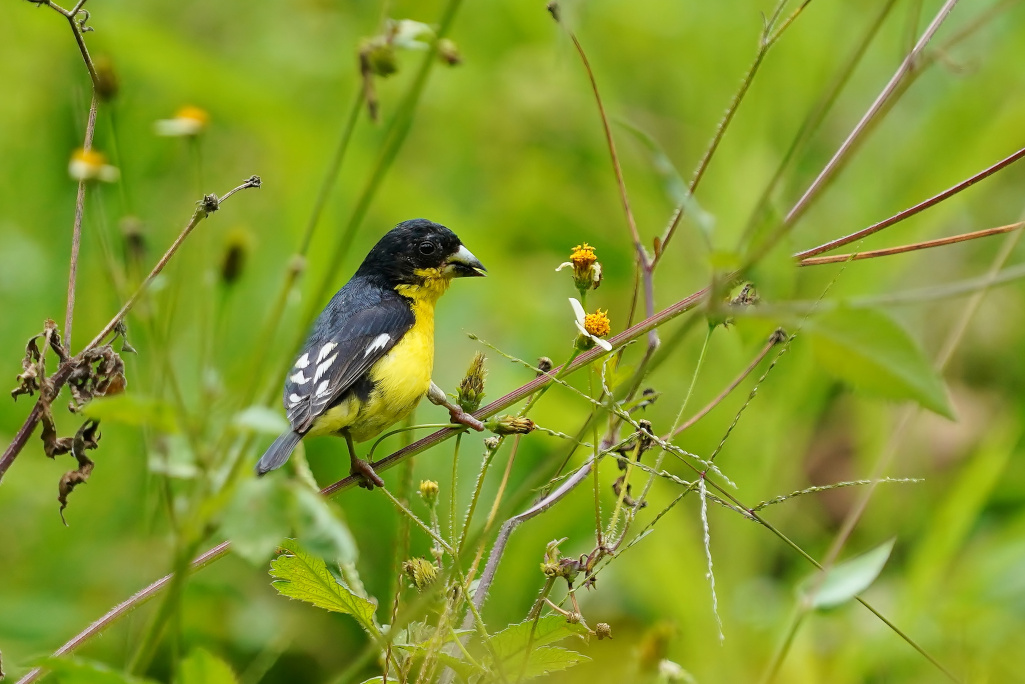 16-Chardonneret mineur mâle - Iguaima.JPG