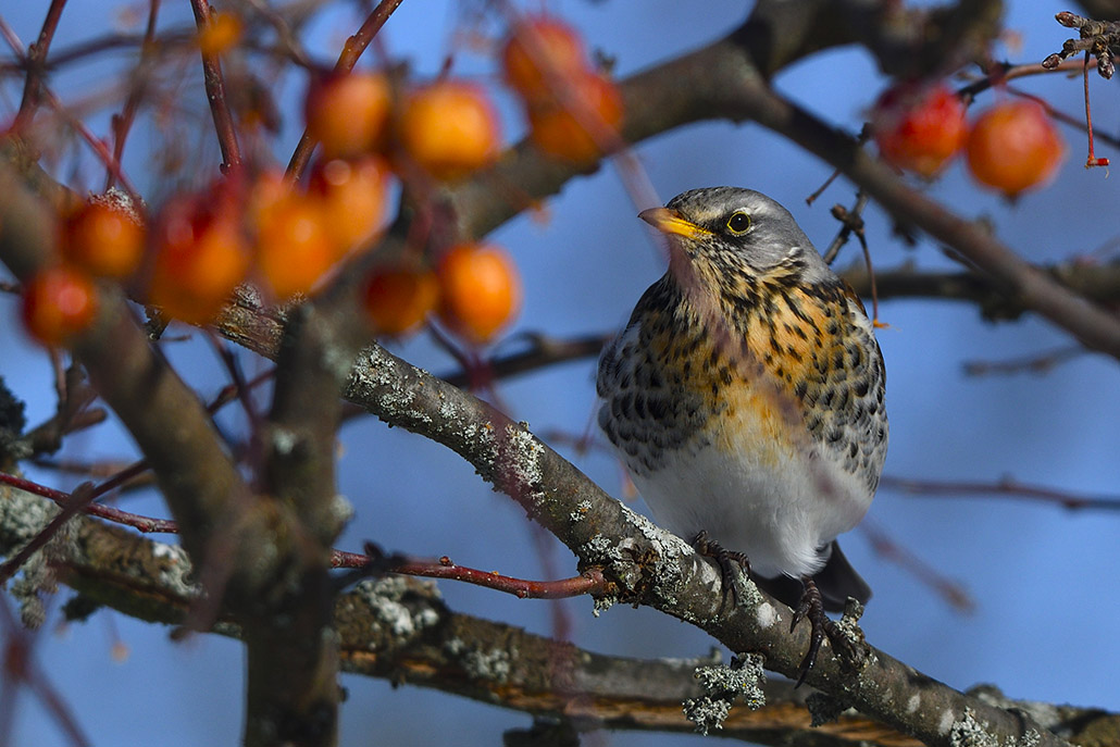 DSC_9050_1.jpg