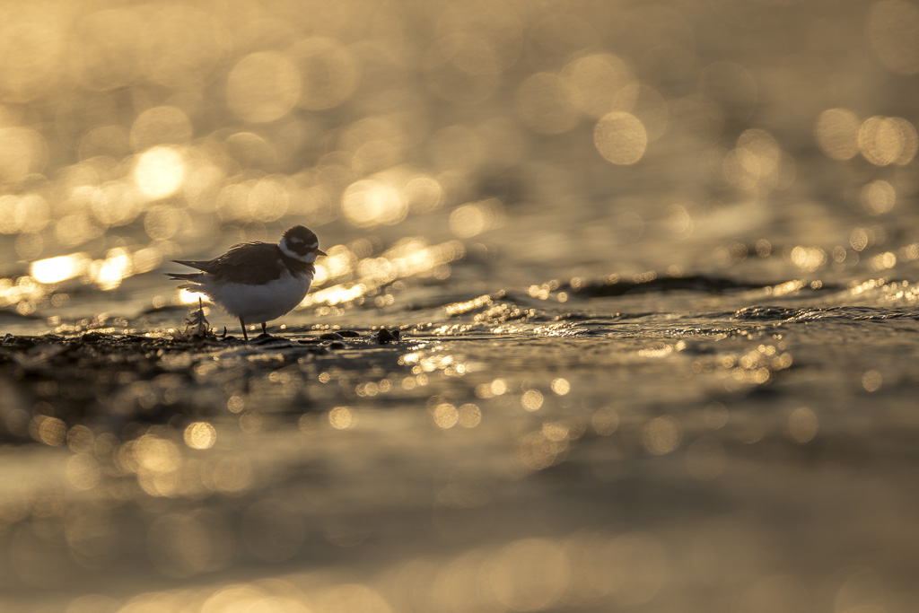 _S8A7798-2.jpg