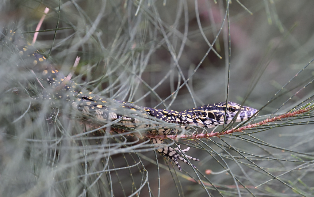 DS5_9958.jpg