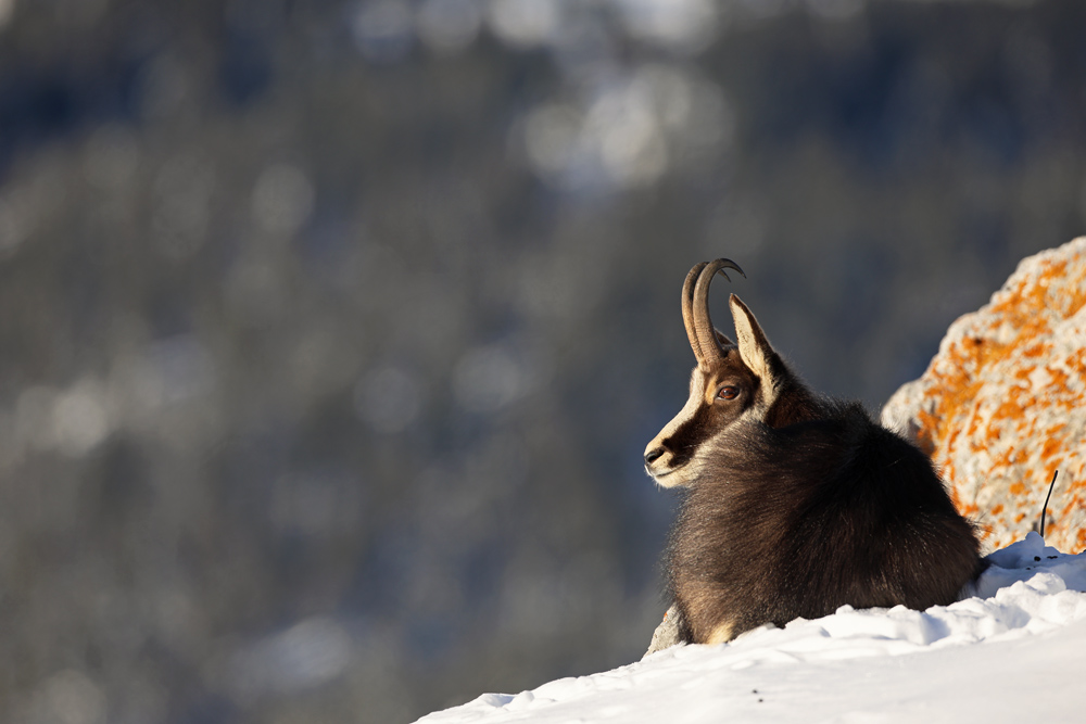 chamois1841-web.jpg