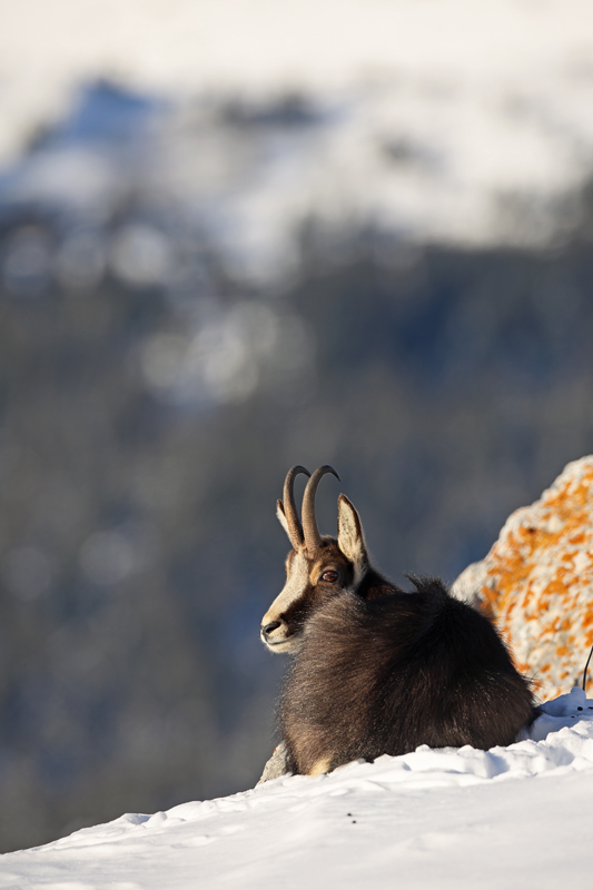 chamois1847-web.jpg