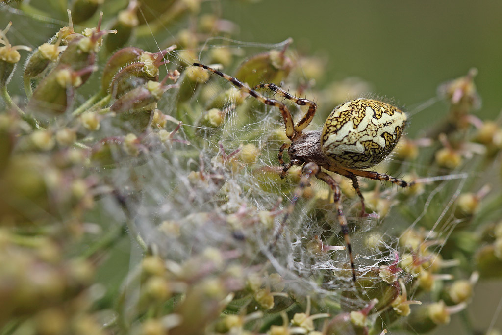 Aculepeira ceropegia Epeire_feuille de chêne  J Rivière.jpg