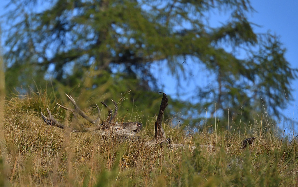 DSC_9846.jpg