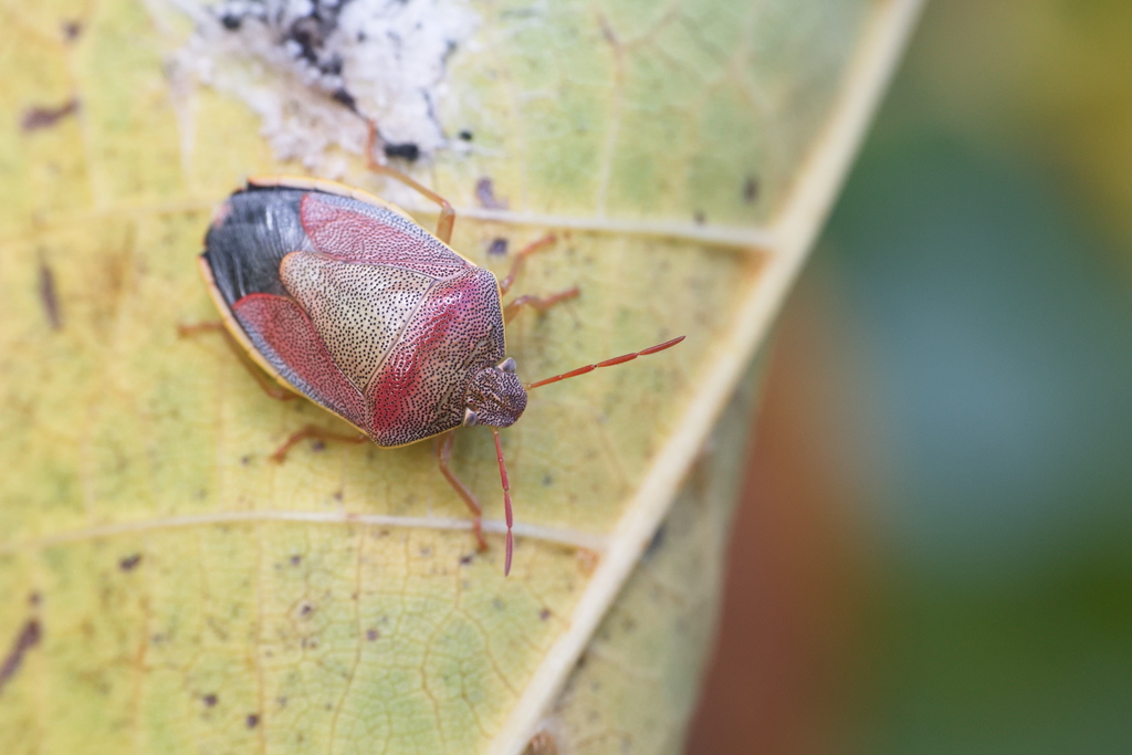 Piezodorus lituratuS1.jpg