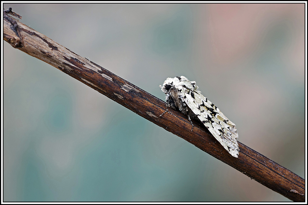 Runique(Griposia_aprilina)(11)biosphoto.jpg