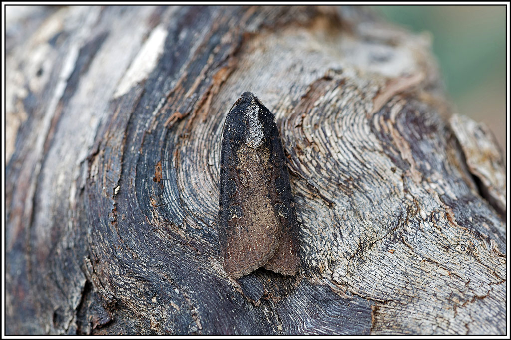 Noctuelle_blessée(Peridroma_saucia)(12).jpg