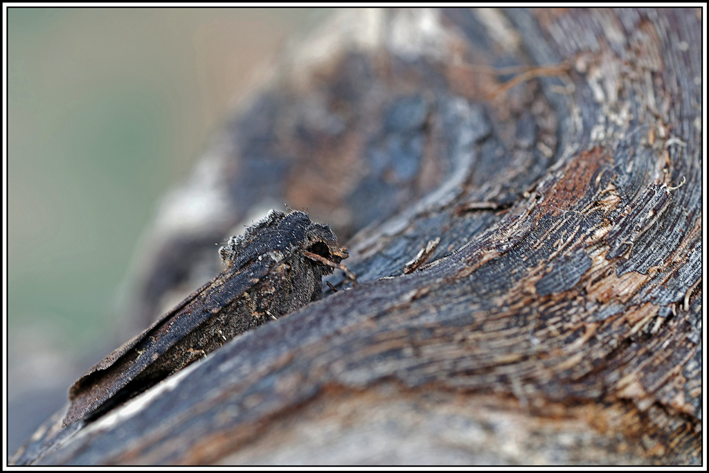 Noctuelle_blessée(Peridroma_saucia)(13).jpg