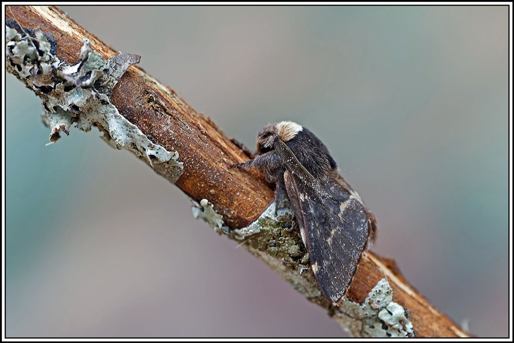 Bombyx_du_peuplier(Poecilocampa_populi)(15).jpg