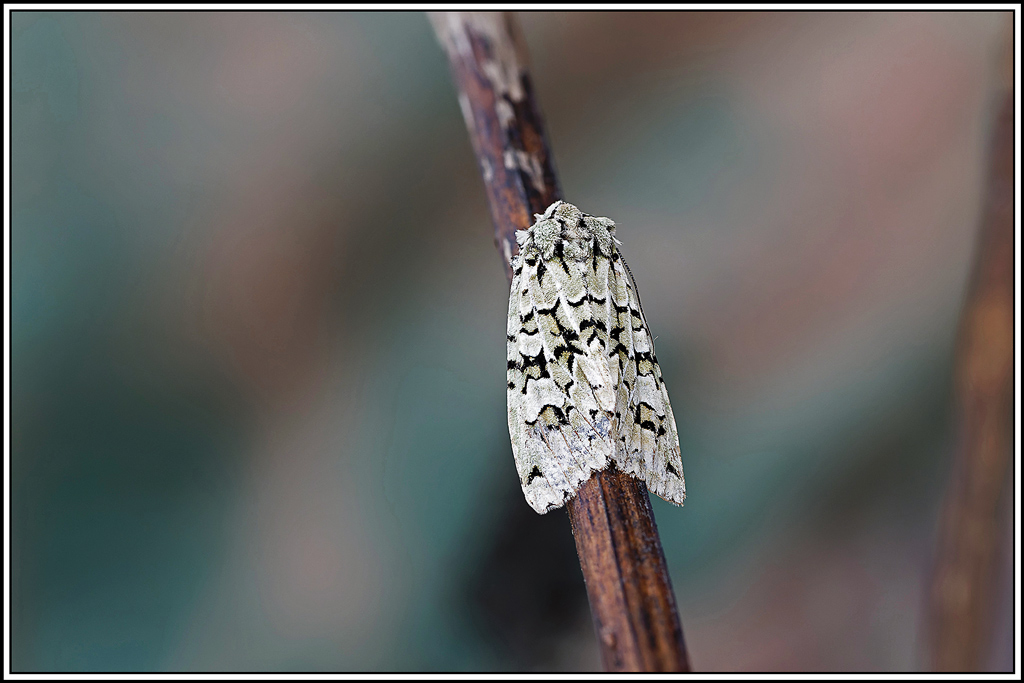 Runique(Griposia_aprilina)(16_21).jpg