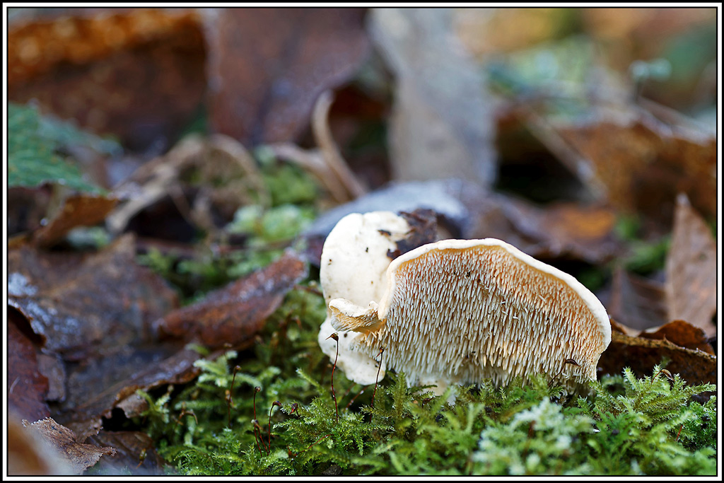 champignon(728)Pied_de_mouton(Hydnum_repandum).jpg
