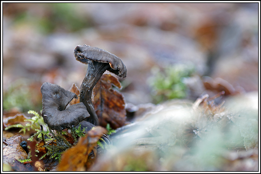 champignon(733_738)Trompette_de_la_mort(Craterellus_cornucopioides).jpg