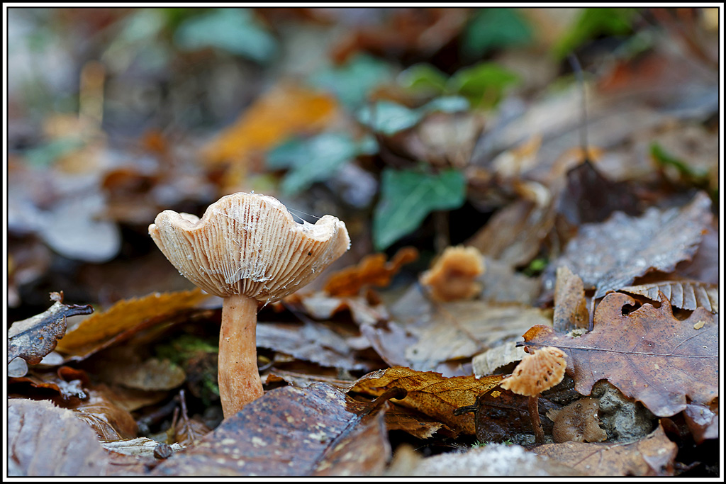 champignon(739)Lactaire_douceâtre(Lactarius_subdulcis).jpg
