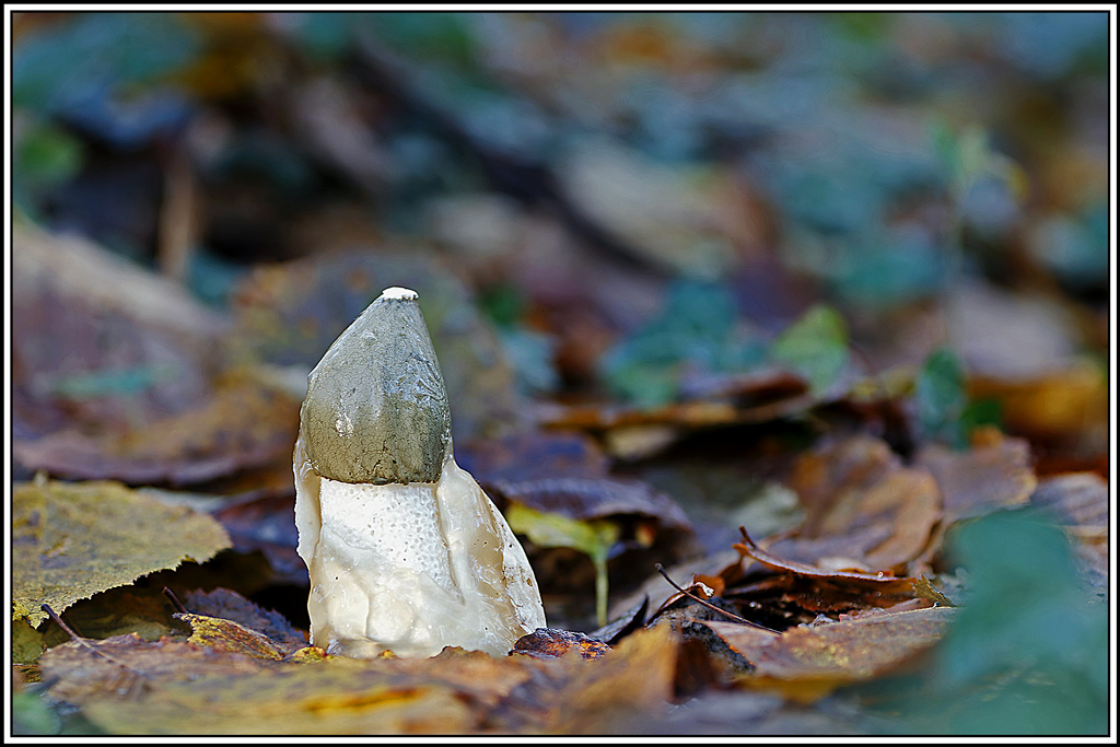 champignon(740)Phallus_impudique(Phallus_impudicus).jpg