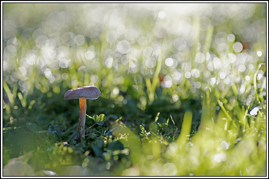 champignon(741)Hébélome_à_centre_brun(Hebeloma_mesophaeum).jpg