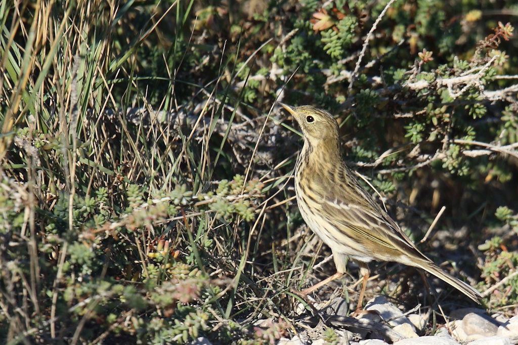 1177 Pipit farlouse.jpg