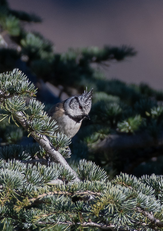 Mésange huppée -1-.jpg