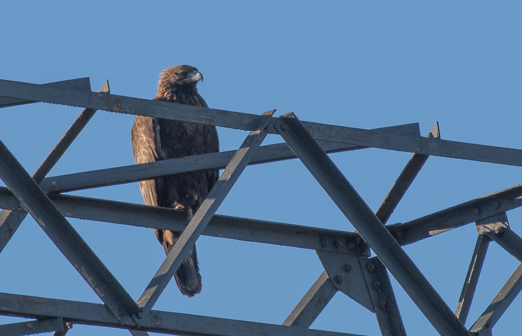 Aigle Luberon -1-.jpg