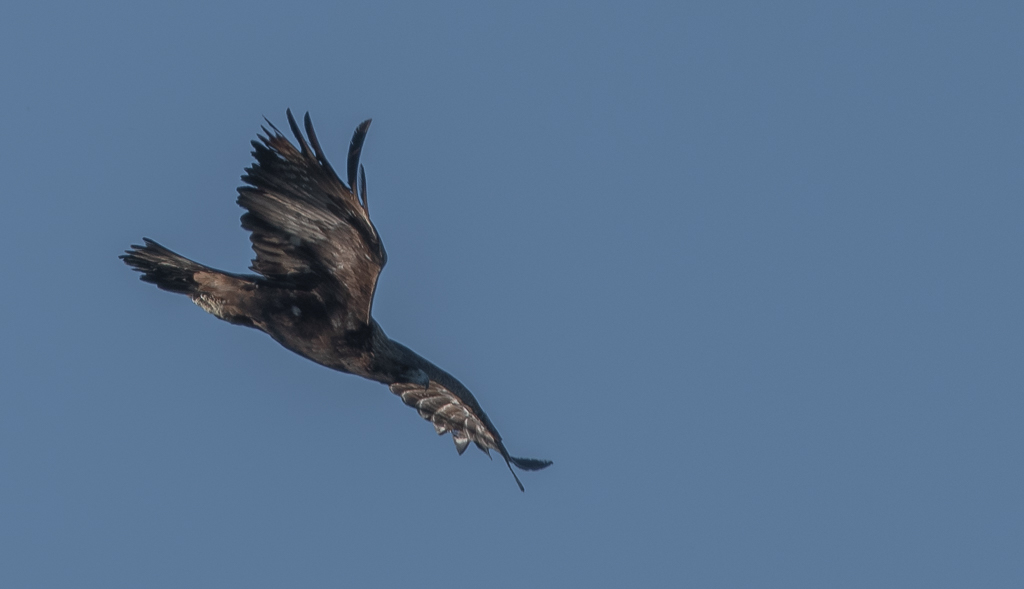 Aigle Luberon -3-.jpg