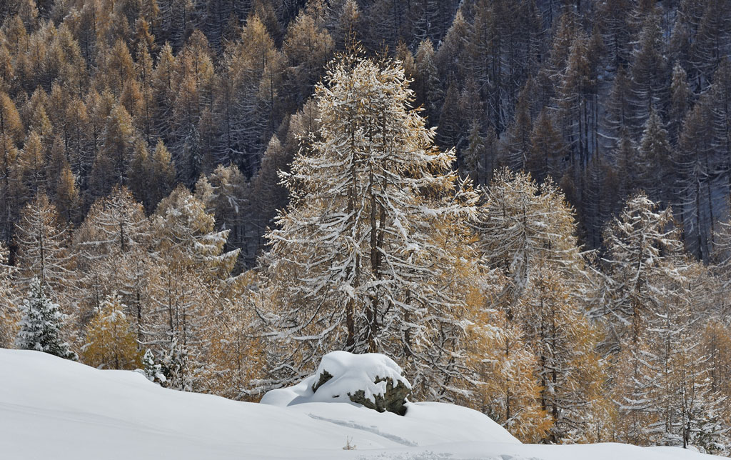 DSC_0445.jpg