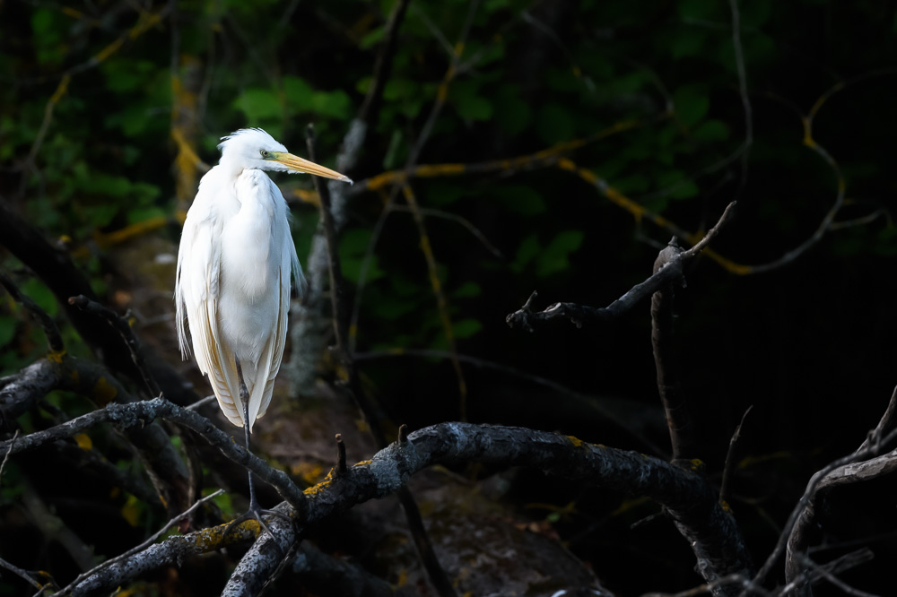Grande aigrette-79.jpg