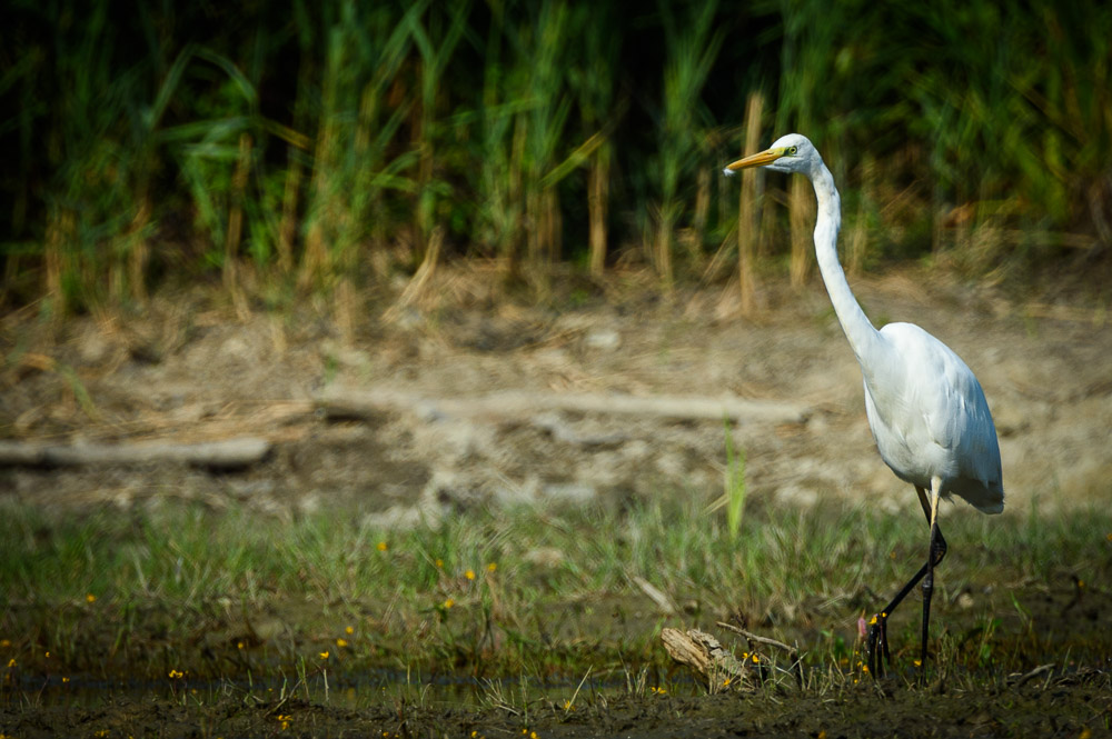 Grande aigrette-88.jpg