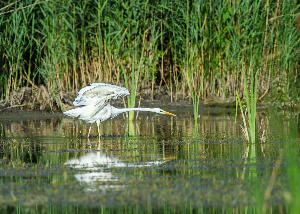 Grande aigrette86-.jpg