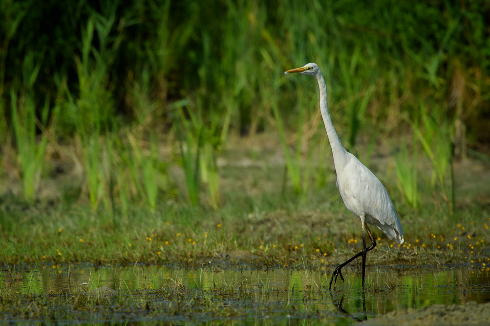 Grande aigrette-92.jpg
