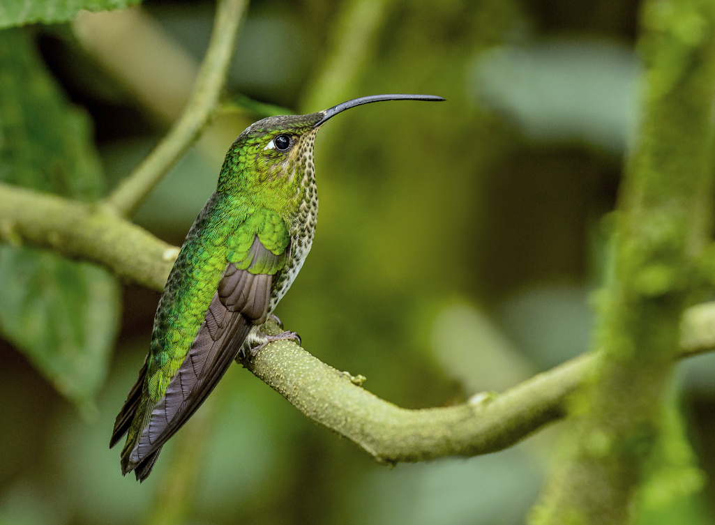 63-Colibri de Lafresnaye fem - H el B.jpg
