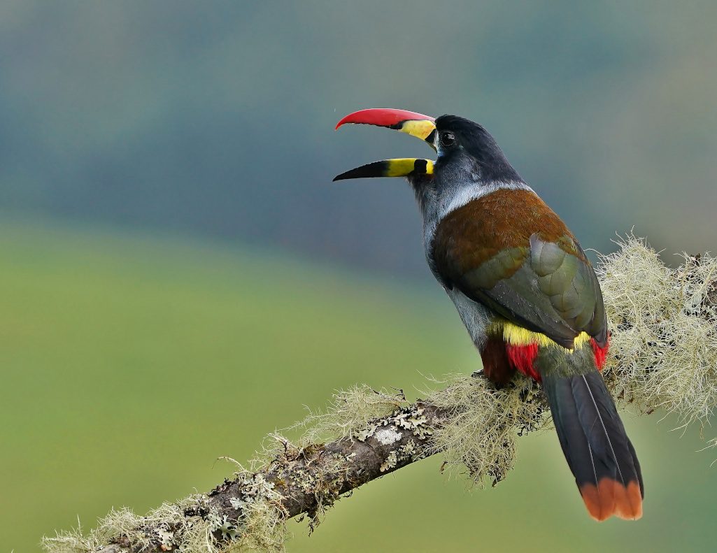 70-Toucan bleu - Hacienda el B.JPG