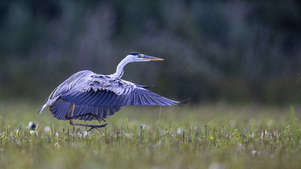 _S8A3893_DxO.jpg