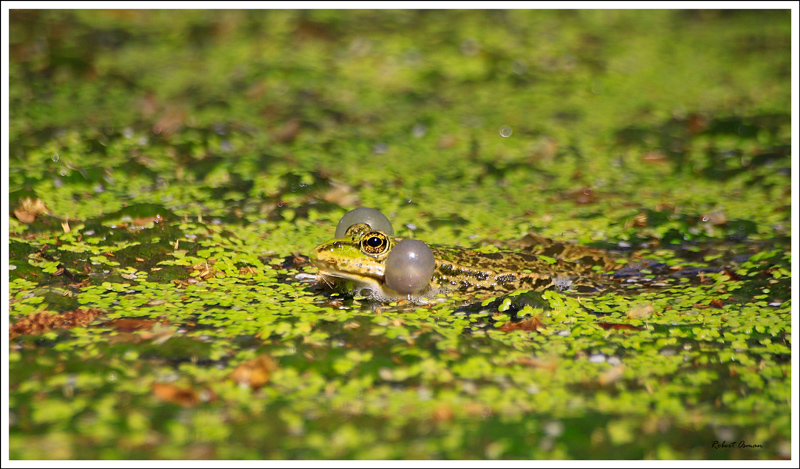 grenouille.jpg