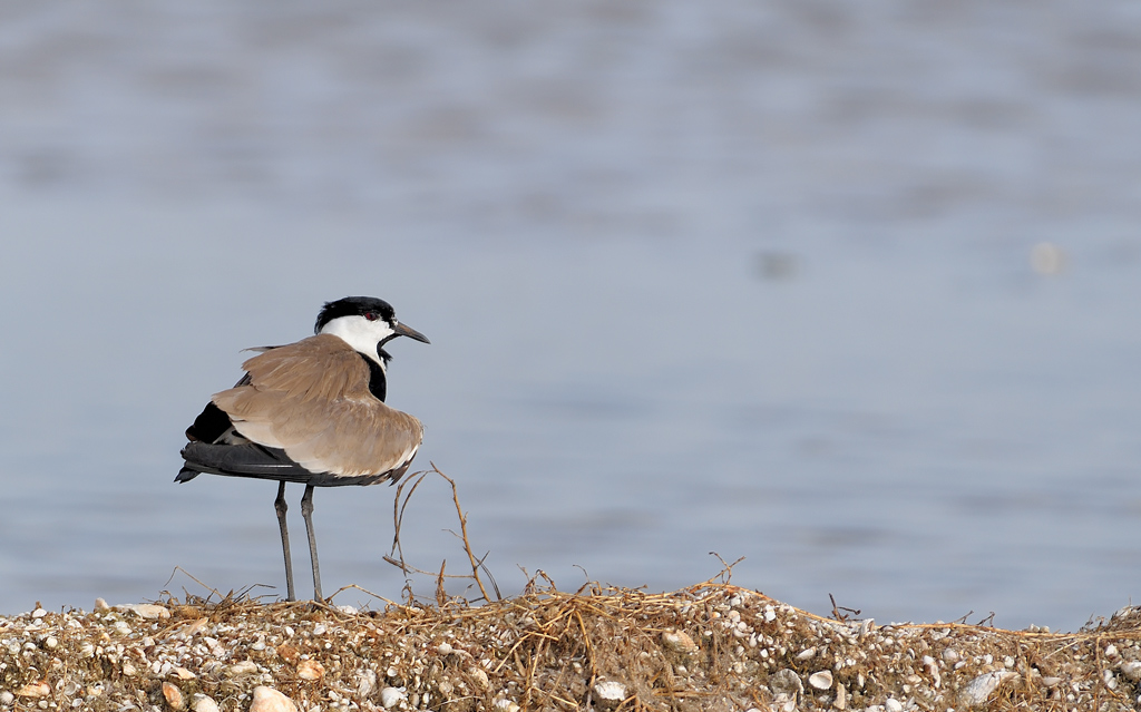 DS5_9162.jpg