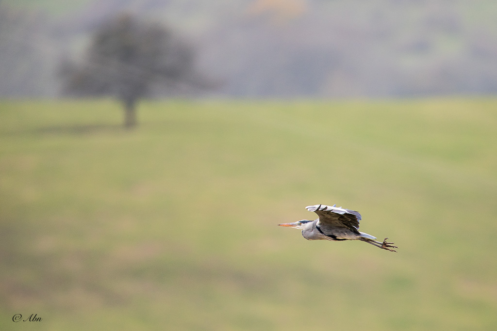 HERON.jpg