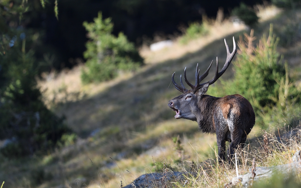 DS5_1262.jpg