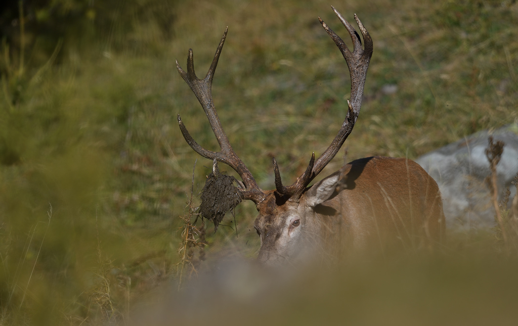 DS5_1303.jpg