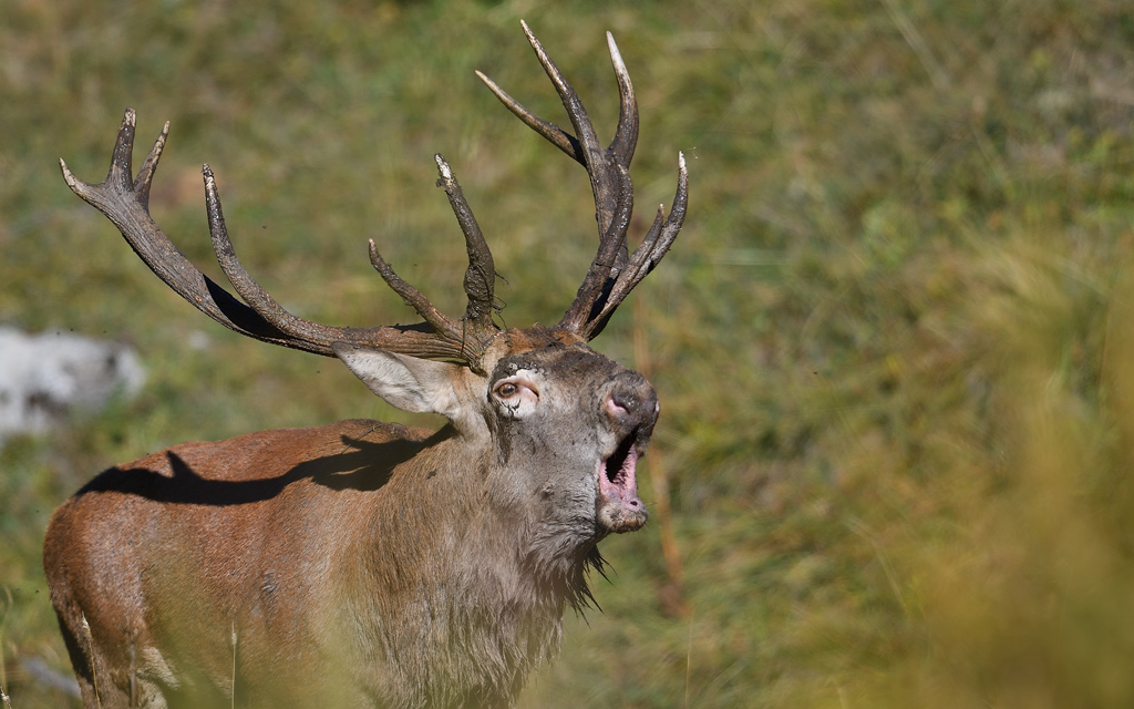 DS5_1308.jpg