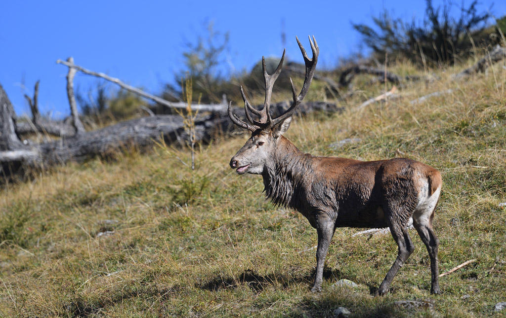 DS5_1332.jpg