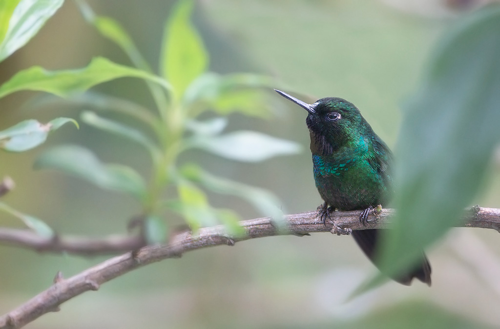 _MGL8457Héliange tourmaline.jpg