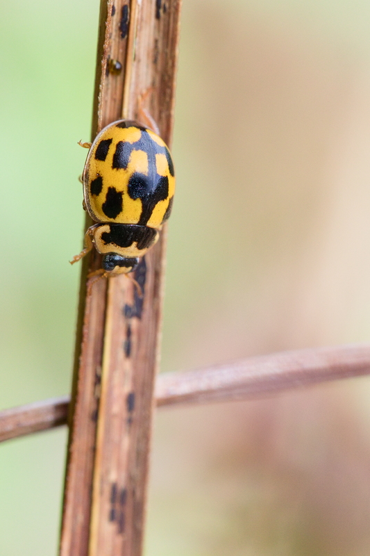 CoccinellE à damier5.jpg