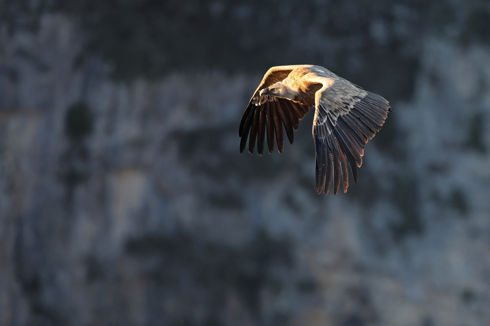 vautour2238-web.jpg