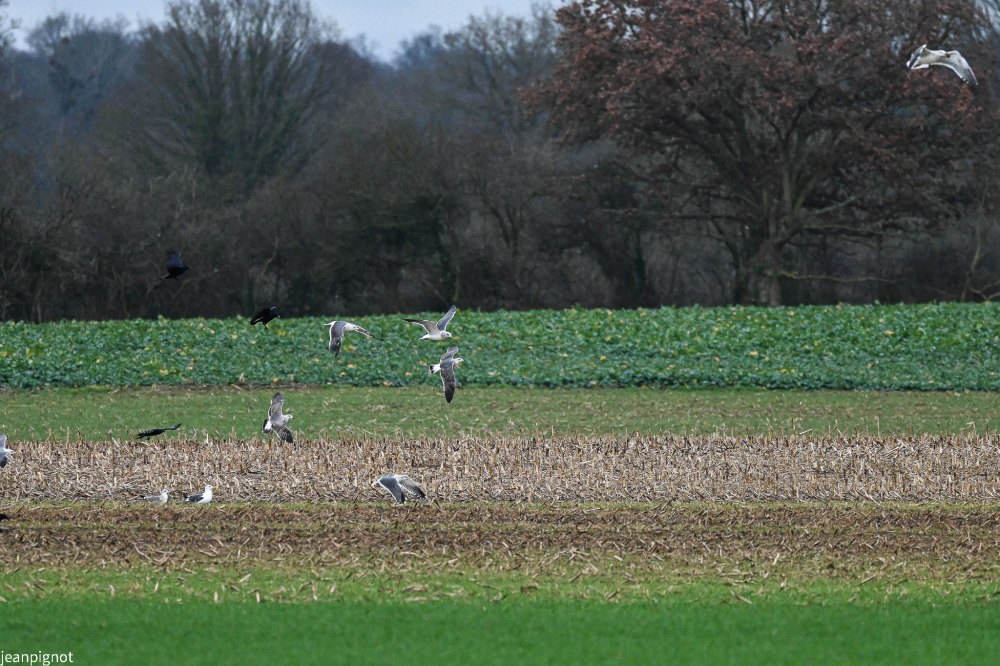 DSC_0669_2234.JPG